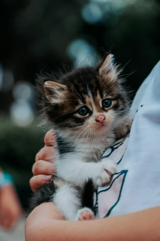 small white and brown kitten being held by a persons arm