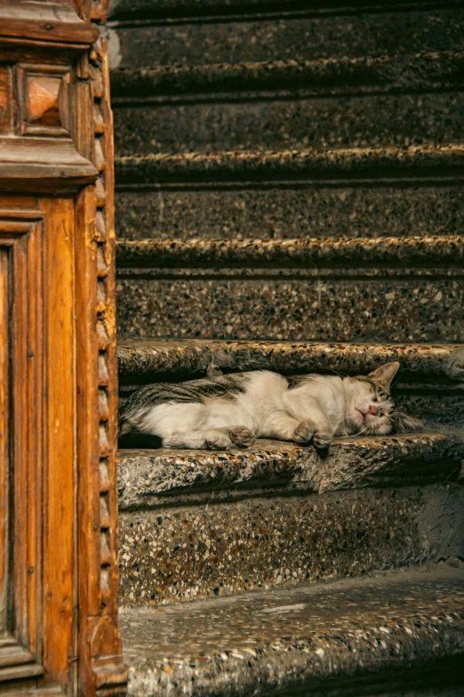 a white cat laying on top of some stairs