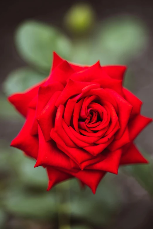 a red rose with a bud is in focus