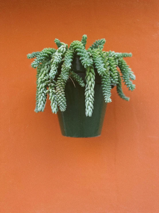 a green plant is placed in a clay pot