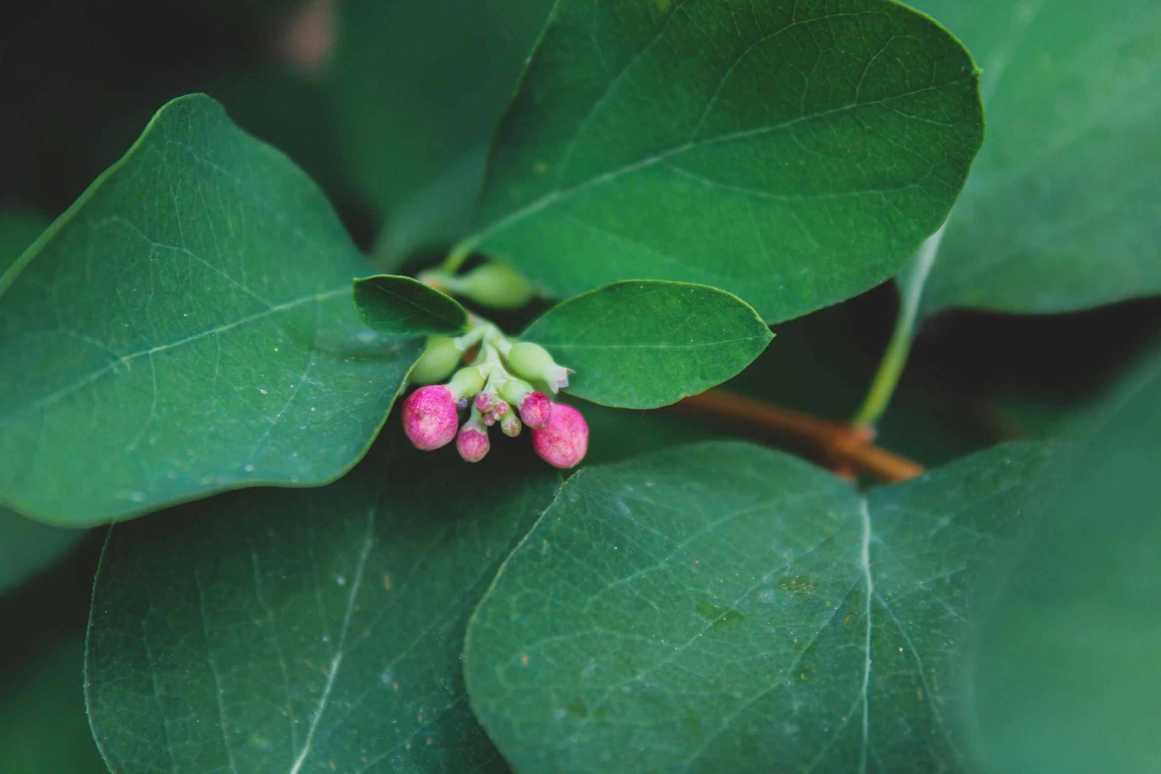 a close up of a green plant with pink and green flowers