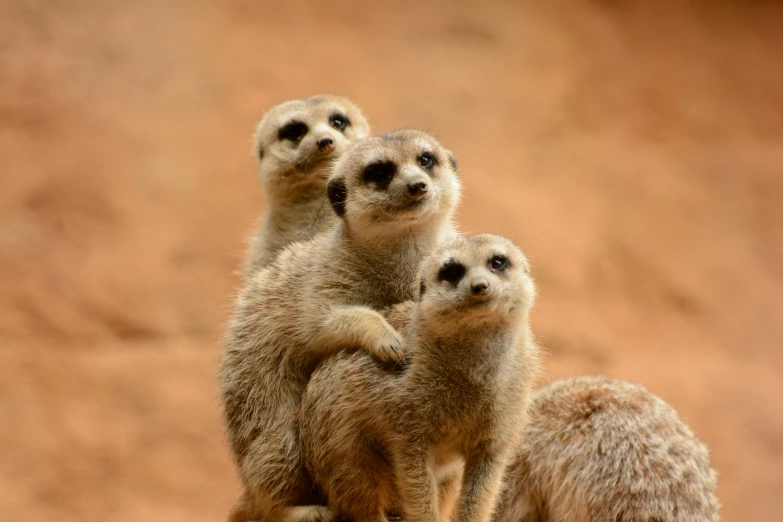 three meerkats are sitting on top of each other