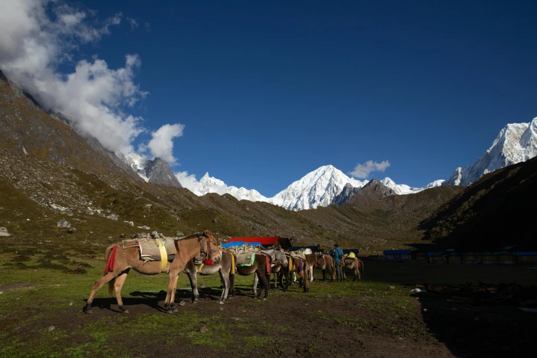 group of people walking with some horses on a grass covered mountain side