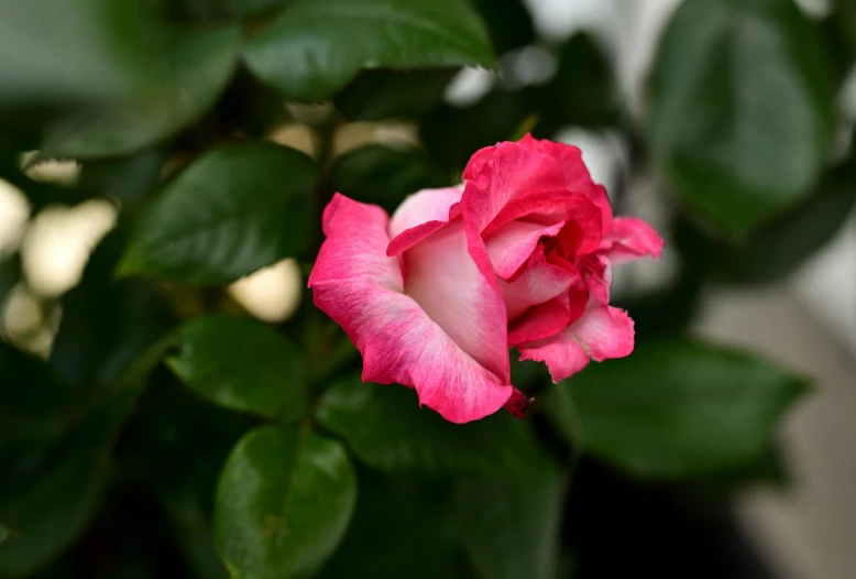 a pink flower sitting on top of green leaves