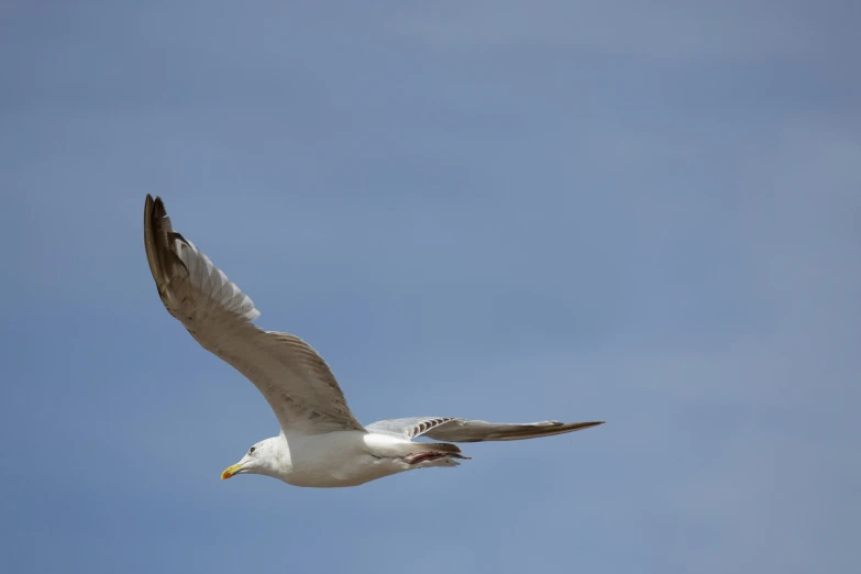 there is a bird flying in the sky