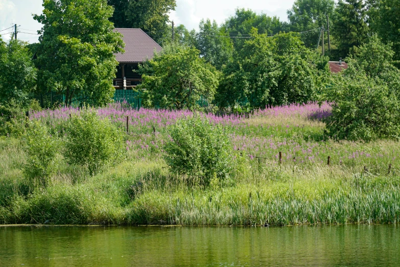 the pond is filled with water and wild flowers