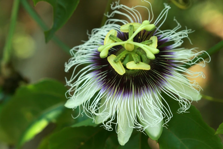 a purple and white flower sitting on top of a leaf