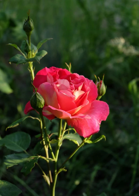 a single rose is standing out in the grass