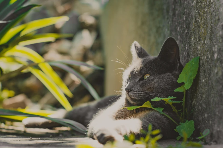 a cat with white paws rests on the concrete