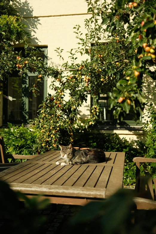 a cat that is laying on a wooden table