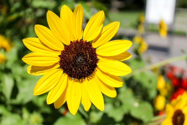 a large sunflower blooming outside in the garden