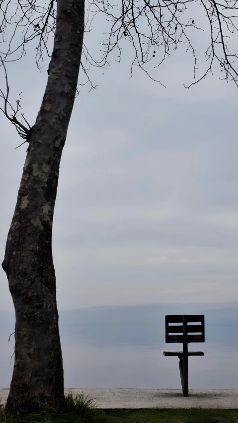 a wooden bench near a large tree with one person