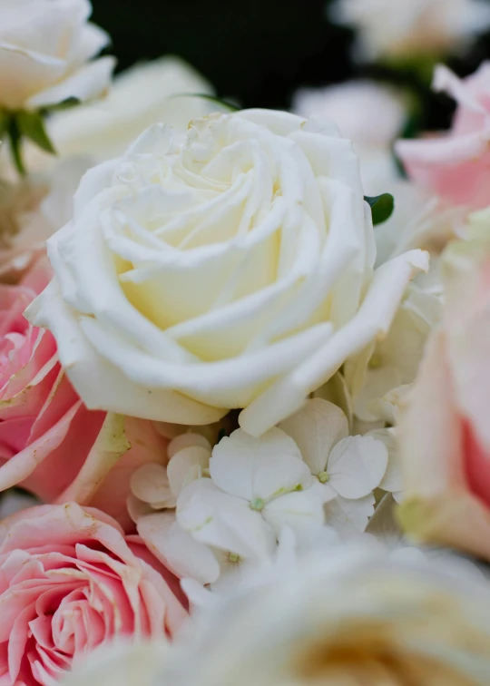 a close - up image of a bouquet of pink and white flowers