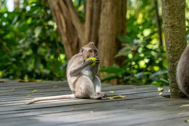 a macacatta baboon sitting on top of a wooden deck eating