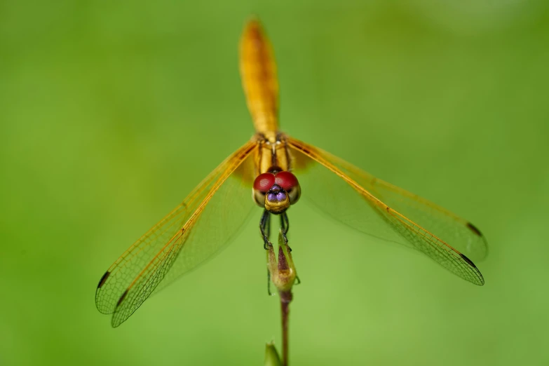 a yellow and red dragonfly resting on a stem