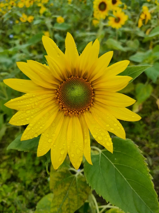 a sunflower with lots of water drops on it