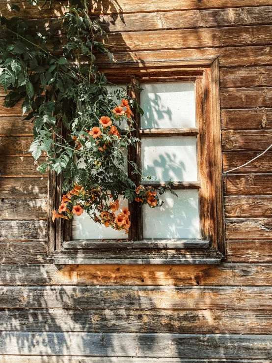 an old window with orange flowers growing on the side