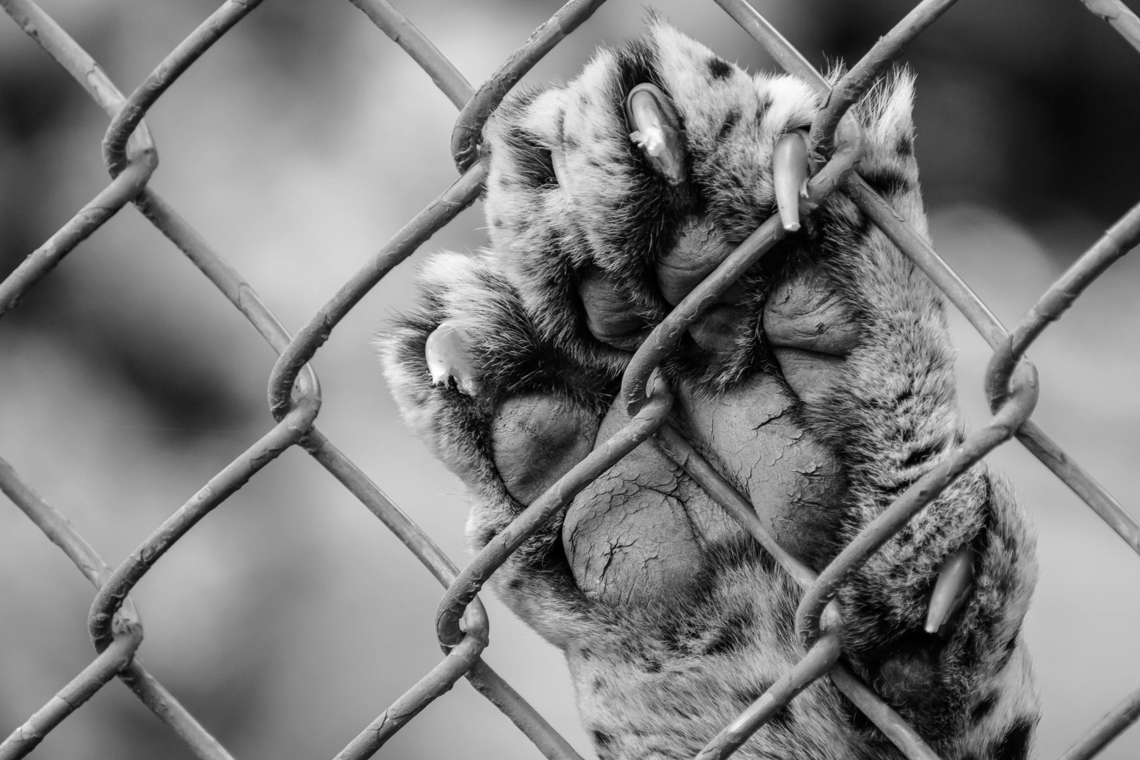 an animal paw is shown through the metal fence