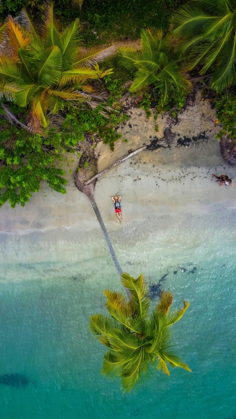 a green tree sitting on the side of a beach