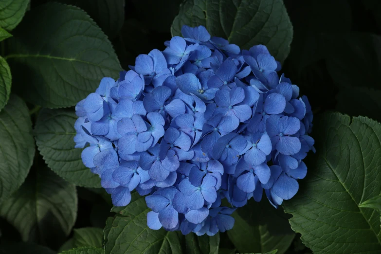 a bunch of blue flowers growing on some green leaves