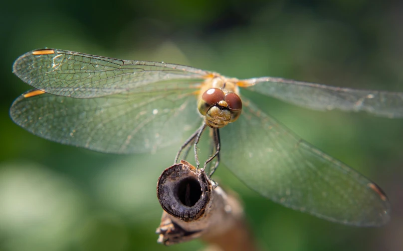 dragonfly sitting on a plant stem with its eyes closed