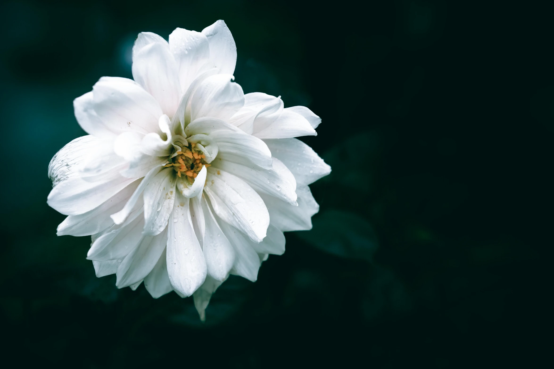 a white flower with water droplets on the petals