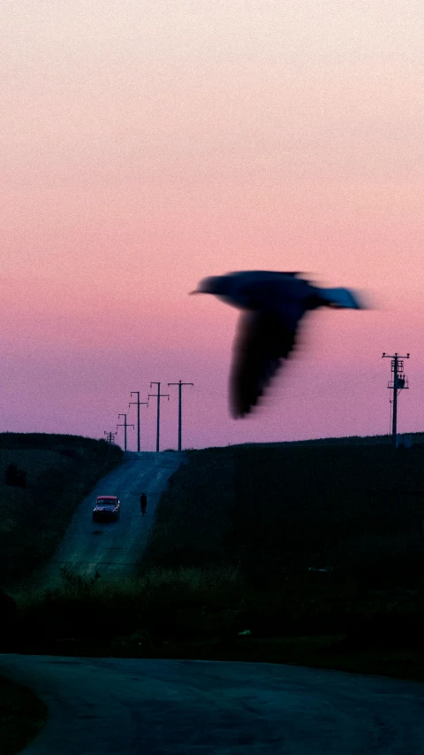 a bird flies away above an empty road