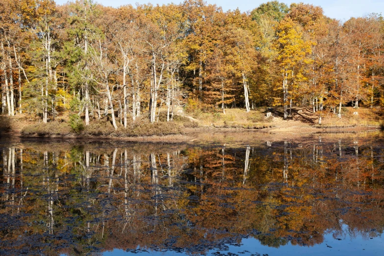 a tree forest with trees reflected in the water