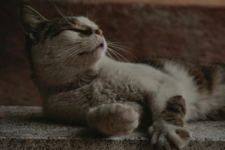 a cat sleeping on top of concrete blocks