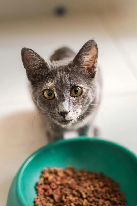 the grey cat is next to a bowl full of food