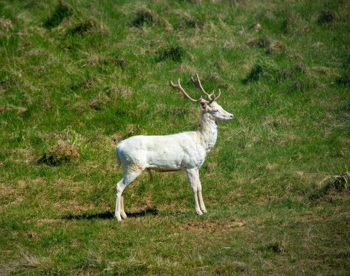 a white horned deer stands in a field