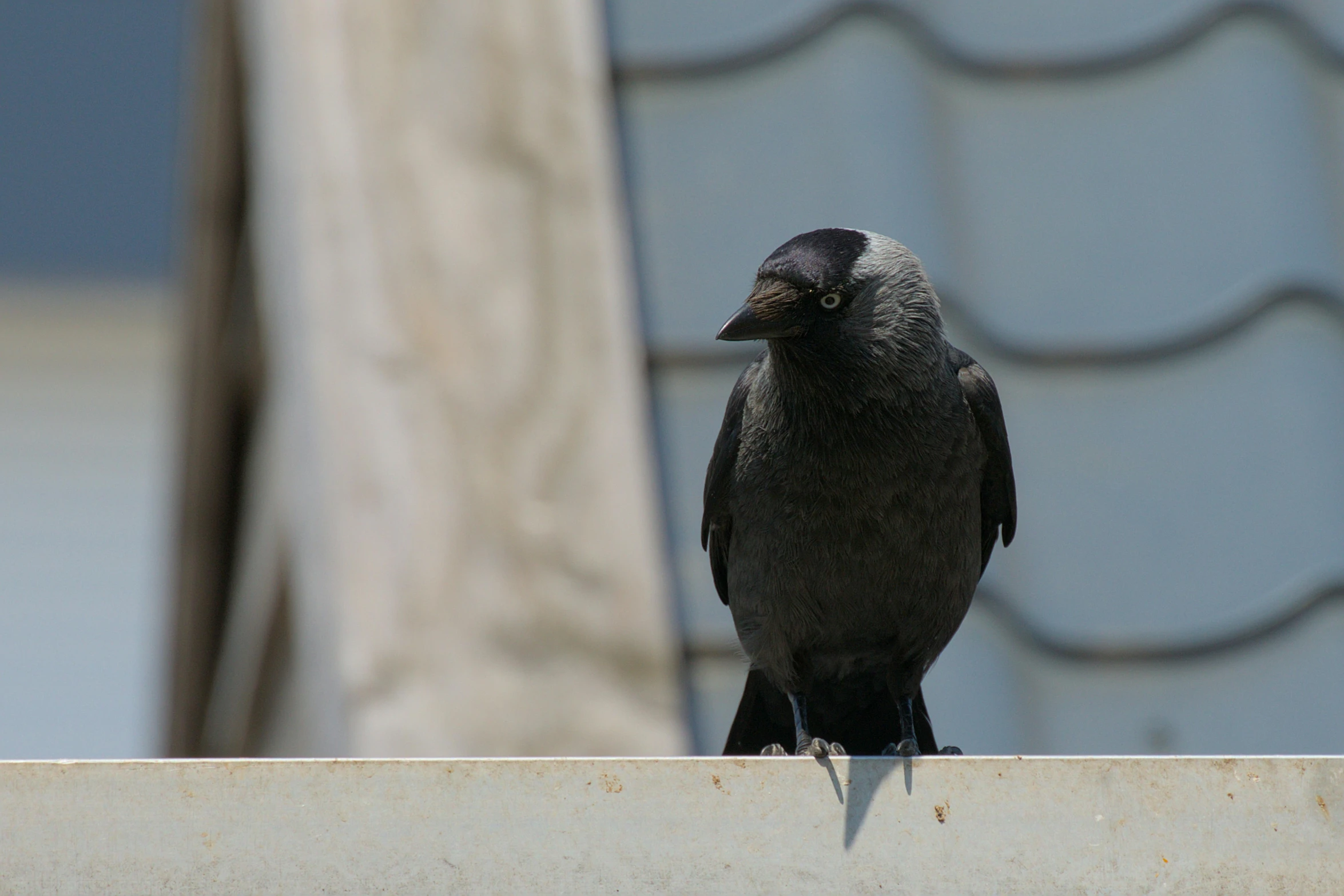 a small black bird is sitting on the ledge