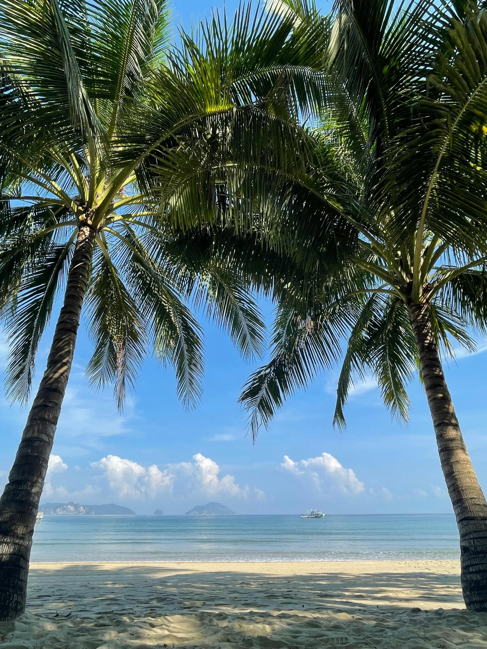 a couple of palm trees near the ocean