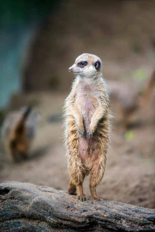 a small meerkat on a log looking around