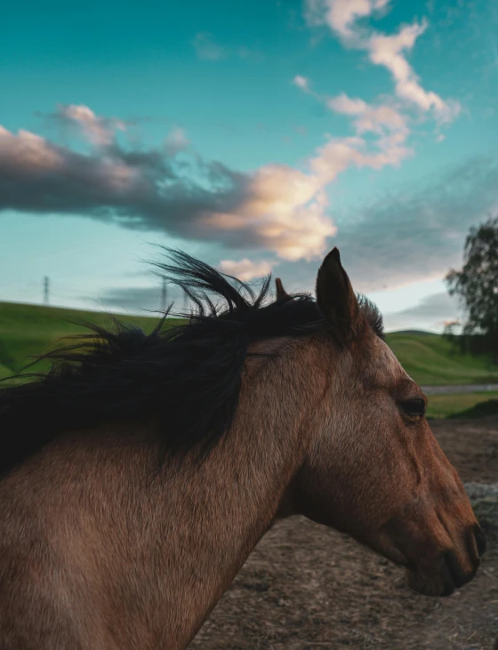 a brown horse standing in a lush green field