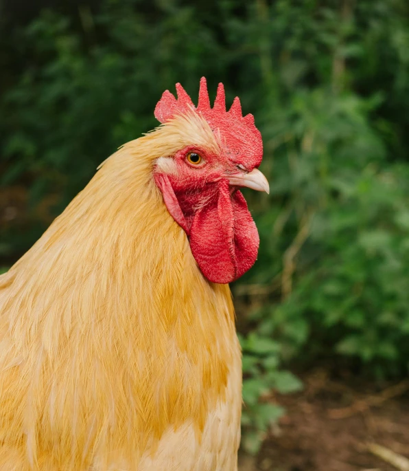 a close up of a rooster in a field