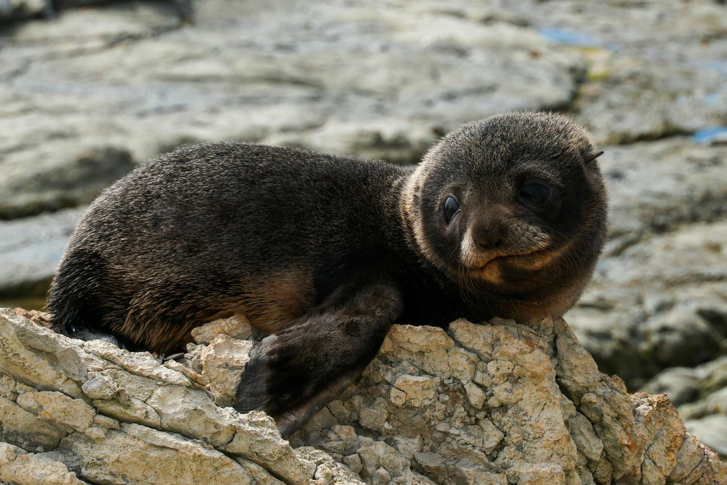 the baby animal is sitting on the rocks