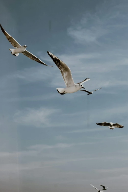 birds flying across a cloudy blue sky with a seagull