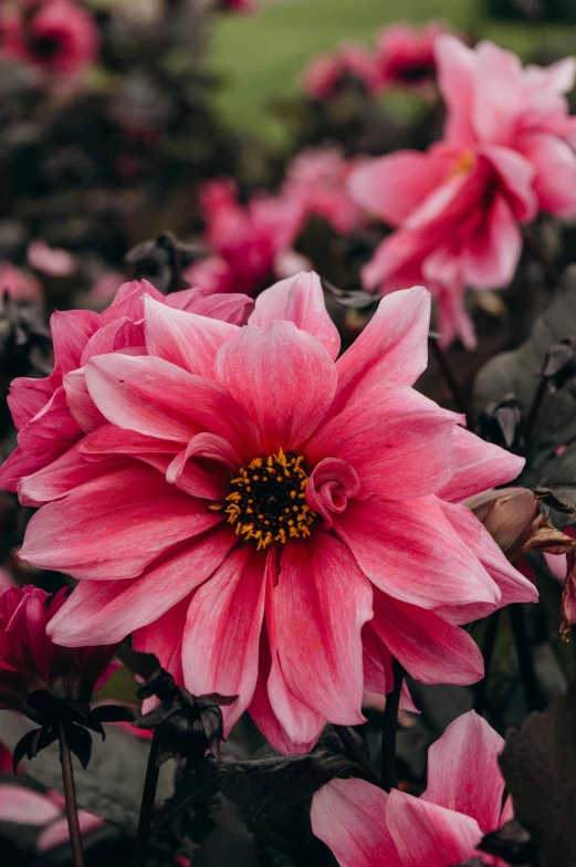 some very pretty pink flowers together