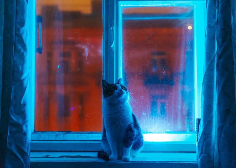 a cat sits in front of an open window
