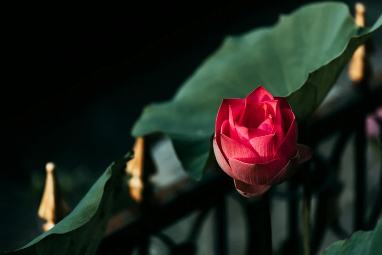 this is a flower blooming on a fence