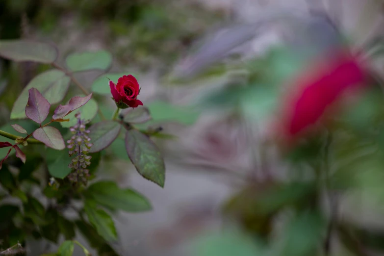 a red flower that is growing in a tree