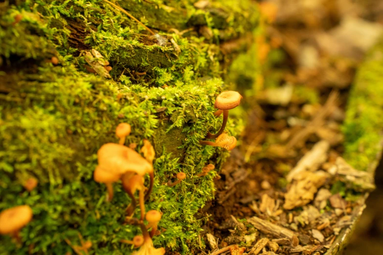 mushrooms growing on the moss of a fallen tree trunk