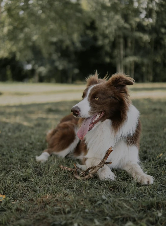 a brown and white dog with long tongue sitting in the grass