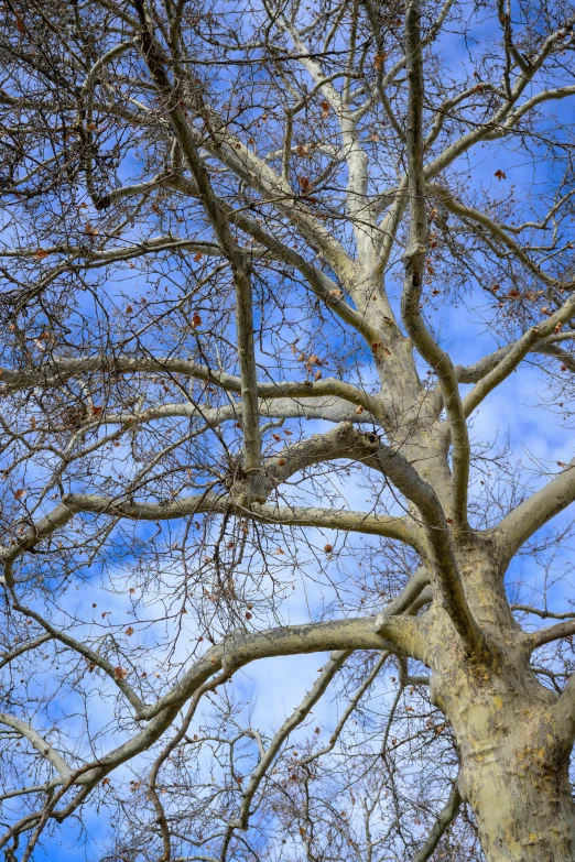 the white tree is ready for leaves to die