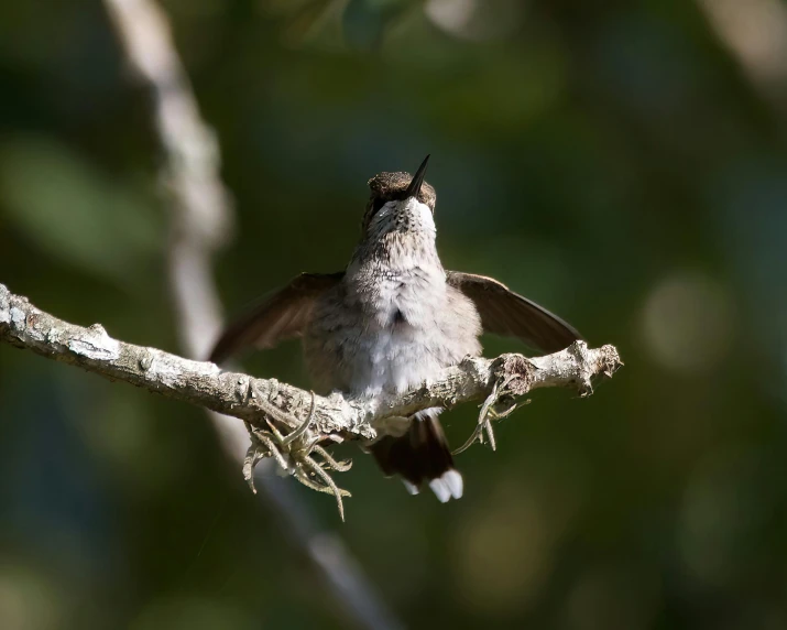 the hummingbird is perched on a tree nch