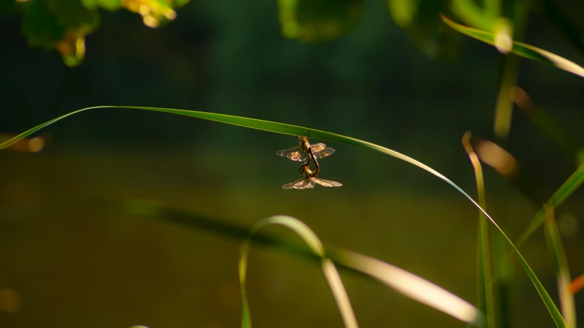 a insect flying over a plant with it's wings