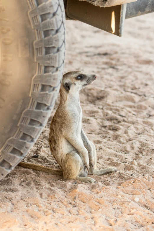 a small animal sitting underneath a tire in the dirt