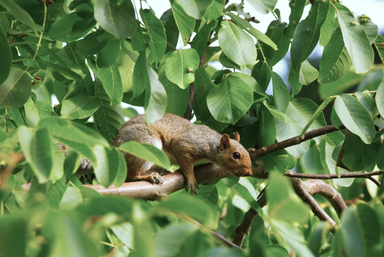 a squirrel sitting in the nches of a tree