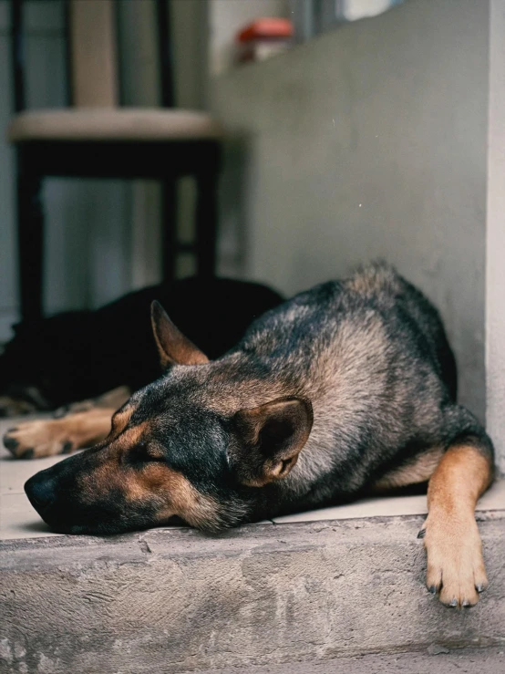 a dog lays on concrete in front of a house